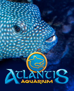 Atlantis Aquarium - Grupo Mixto